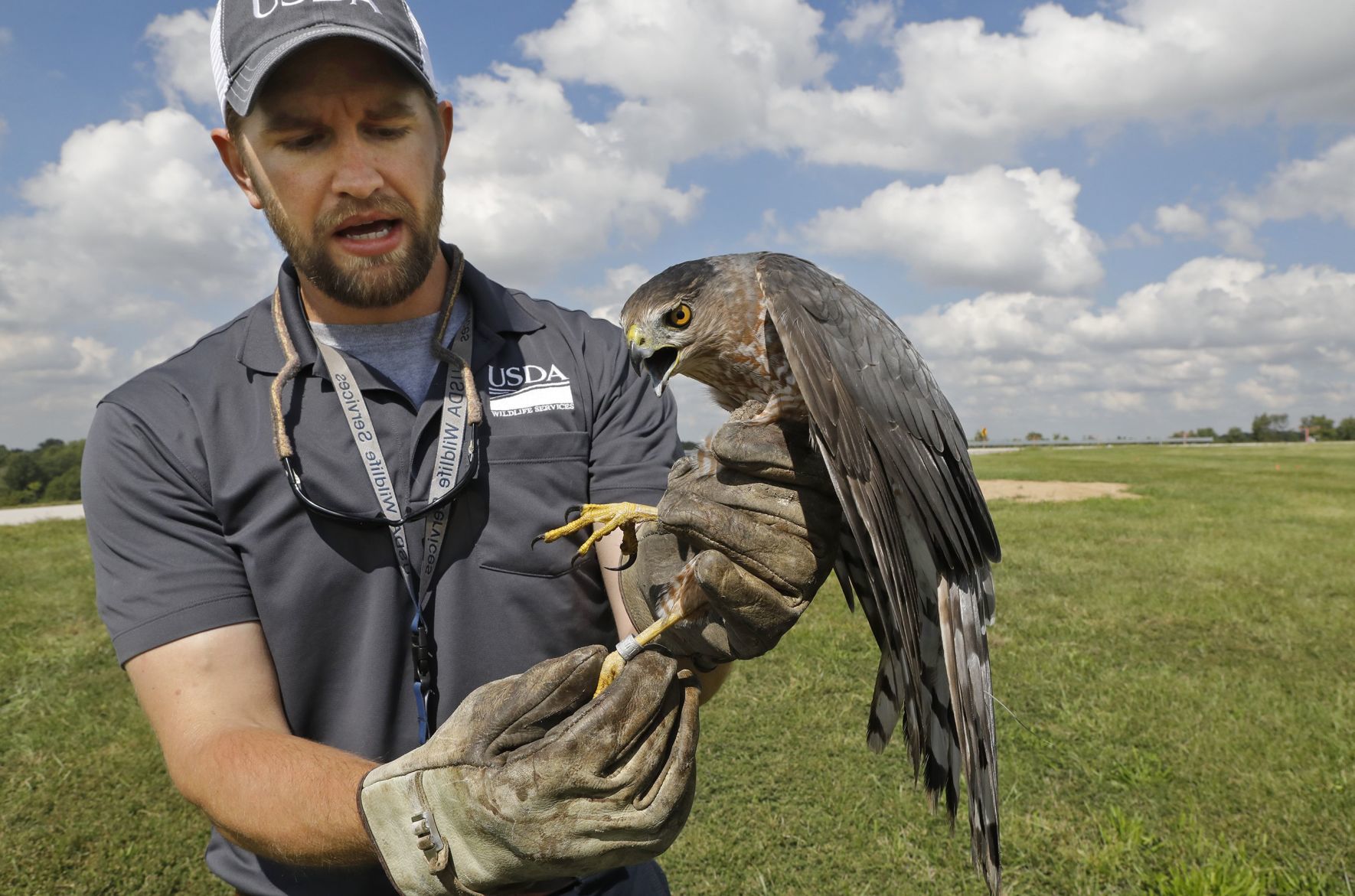 Keeping airplanes safe from birds is a full-time job